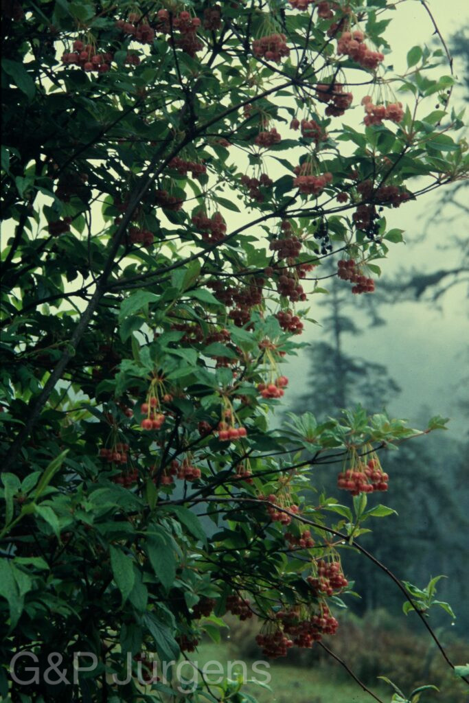 Sikkim2004 377 G654