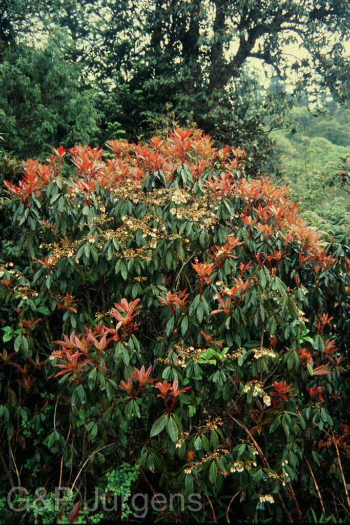 Sikkim2004 381 658