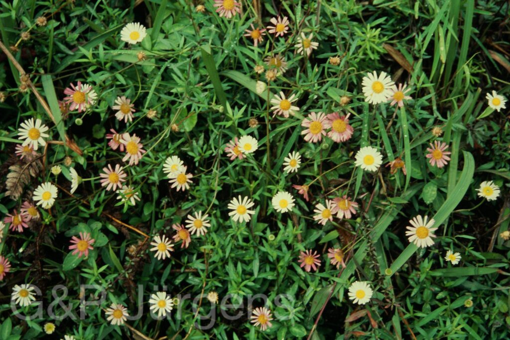 Sikkim2004 4 P5