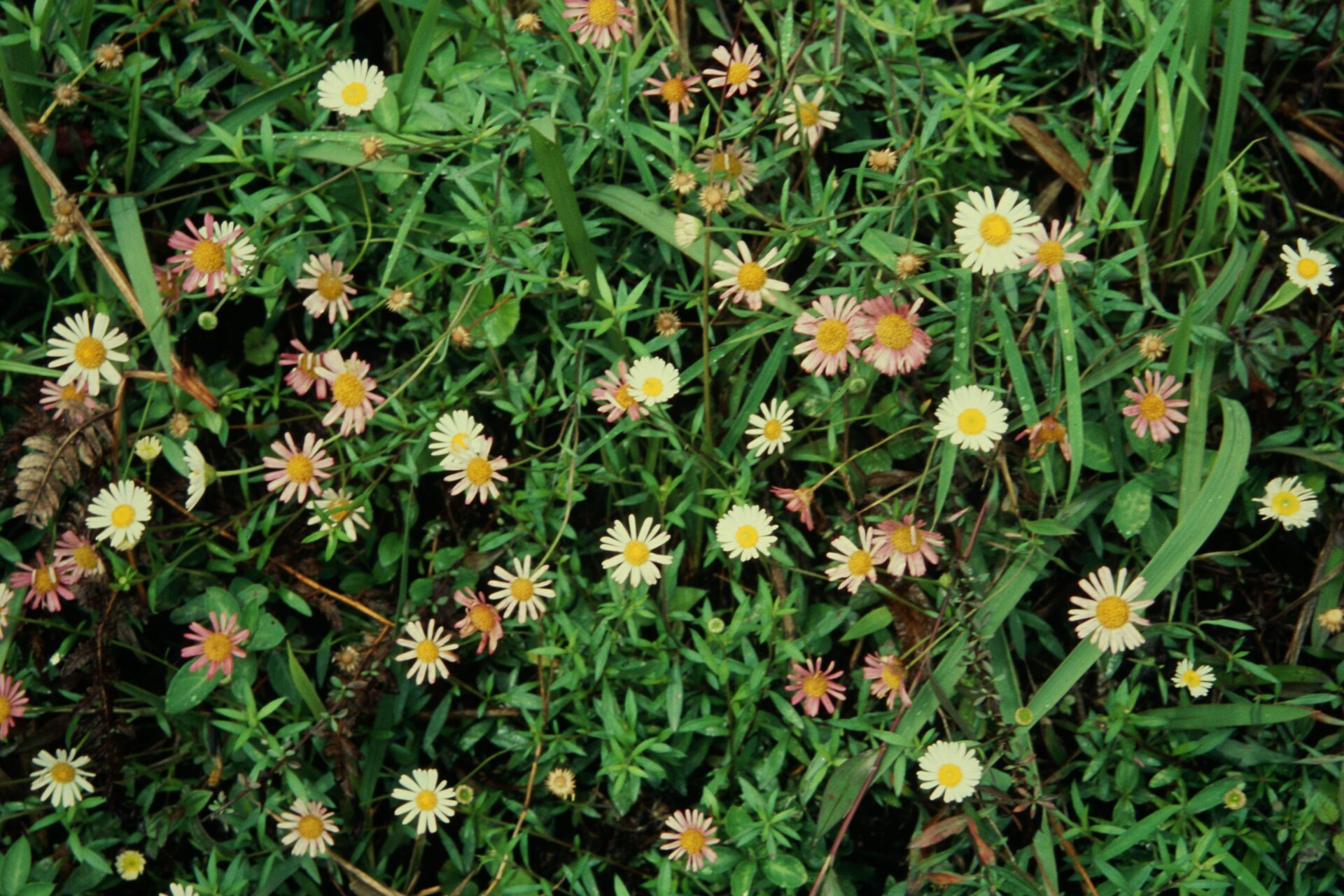 Erigeron karvinskianus — Asteraceae