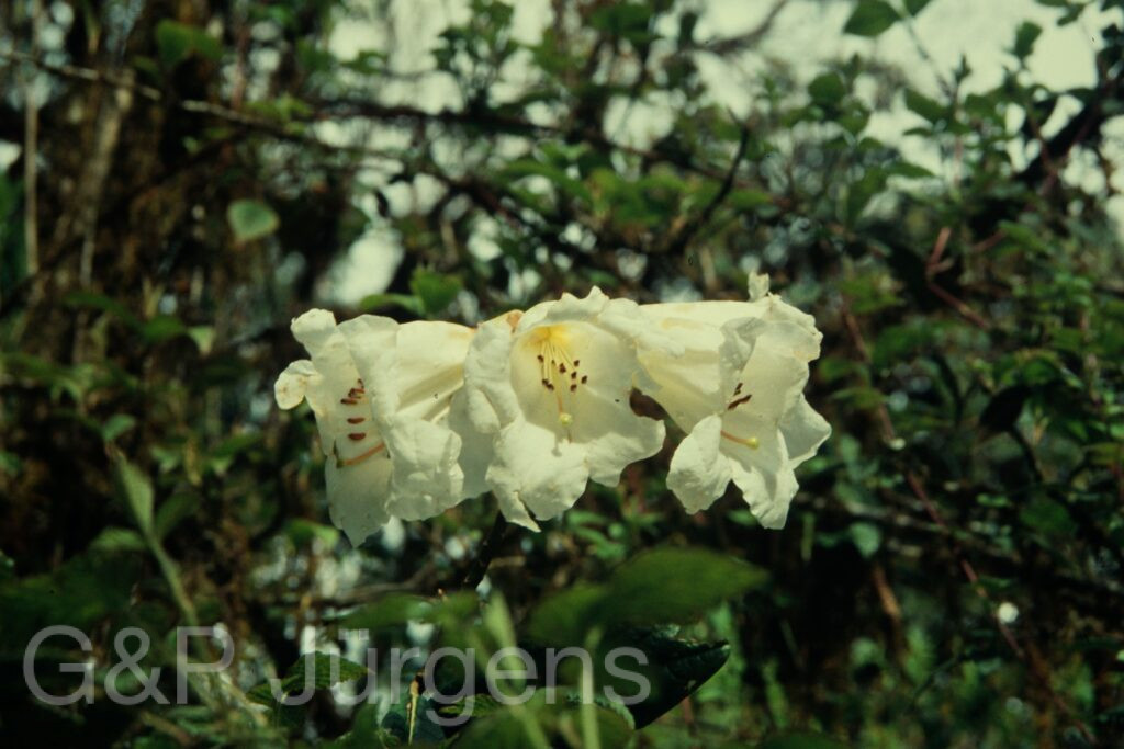 Sikkim2004 56 G98