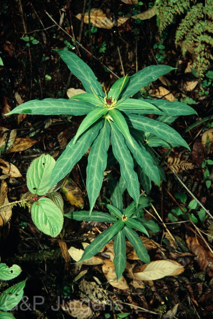 Sikkim2004 7 G12