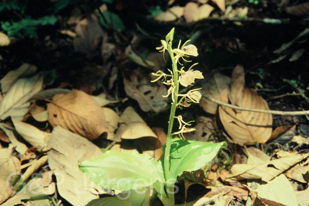 Sikkim2004 93 G163