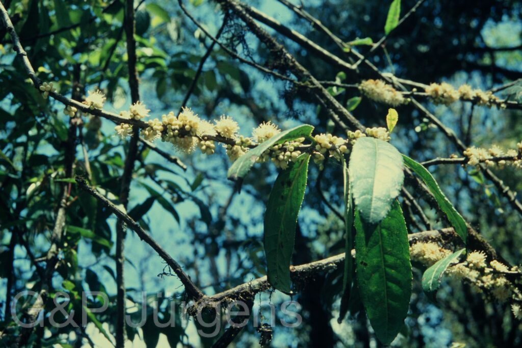 Sikkim2004 94 P164