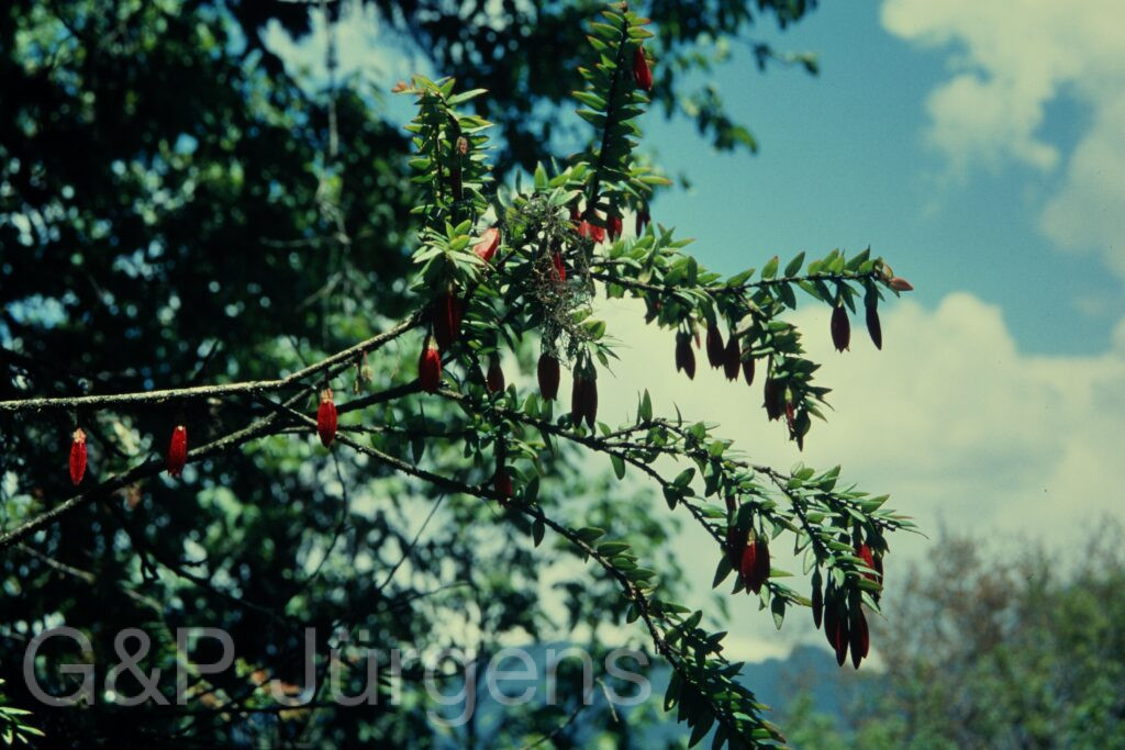 Sikkim2004 95 P165