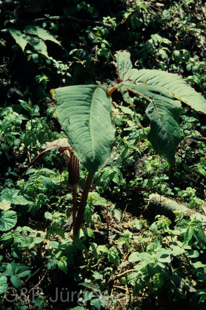 Sikkim2004 96 P166