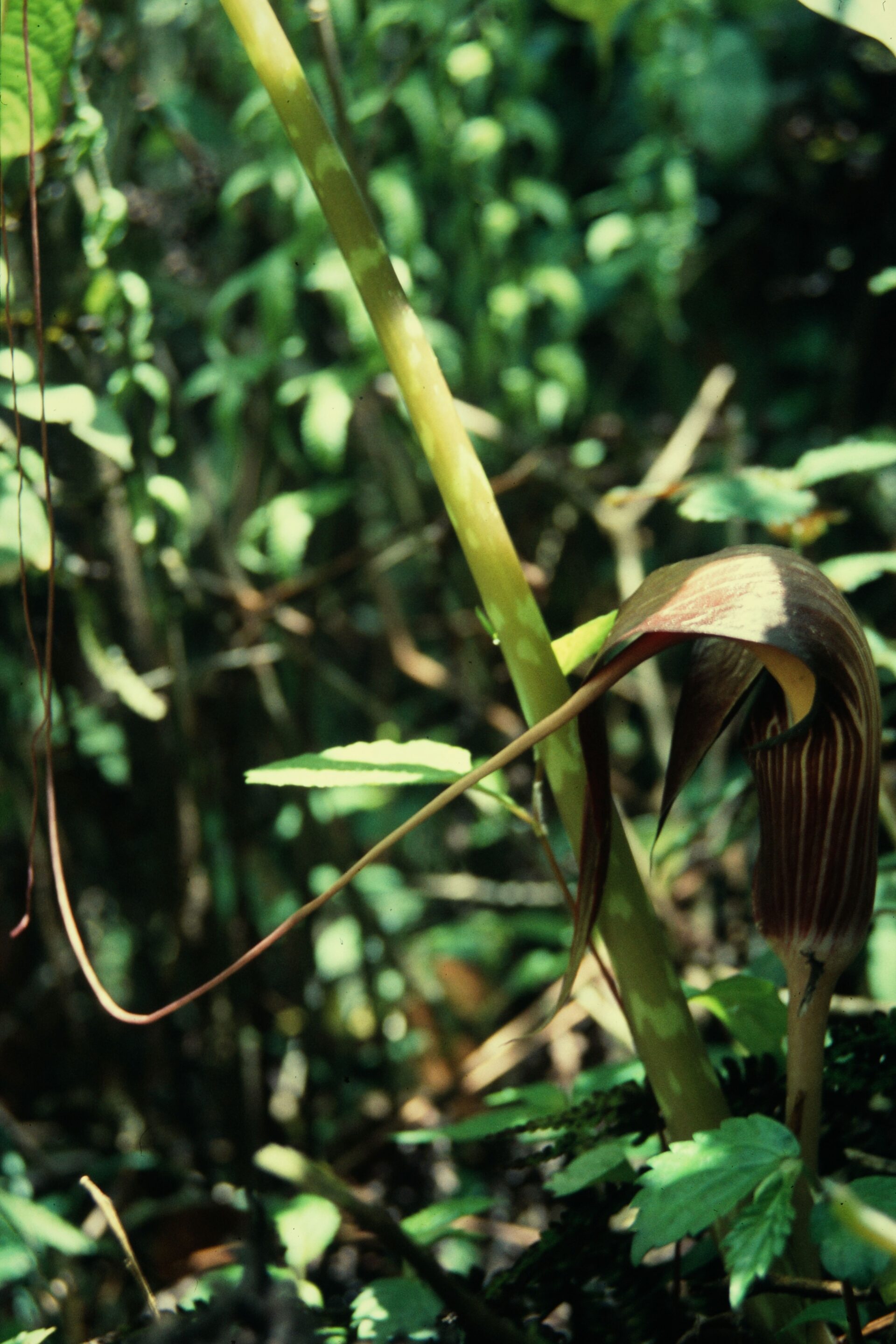 Arisaema speciosum var. mirabile — Aceraceae
