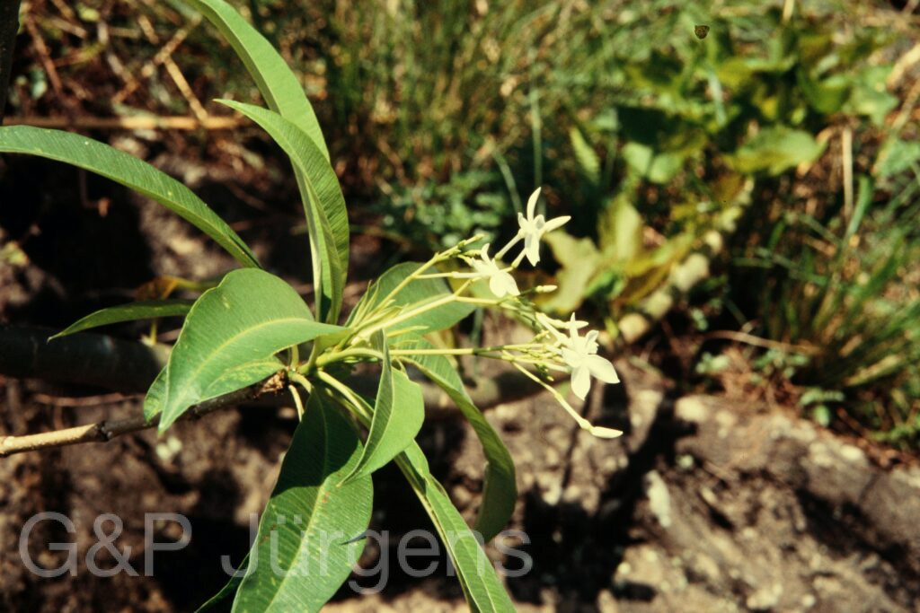 Nepal 97 45 G67