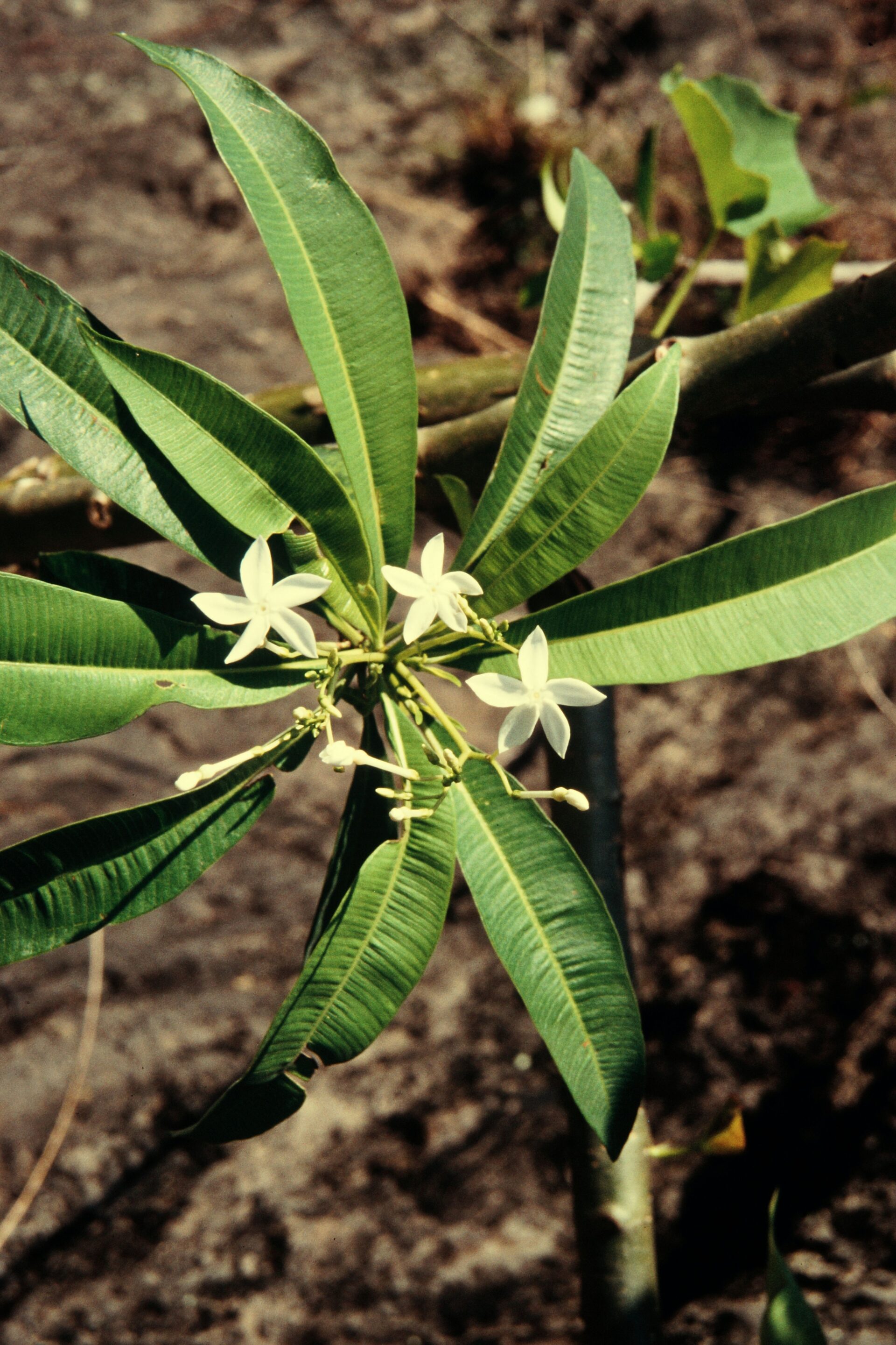 Alstonia neriifolia — Apocynaceae