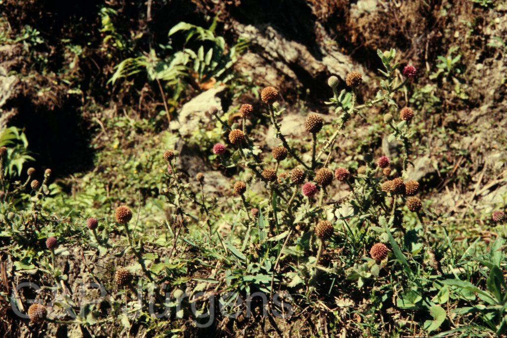 Nepal 97 49 P74