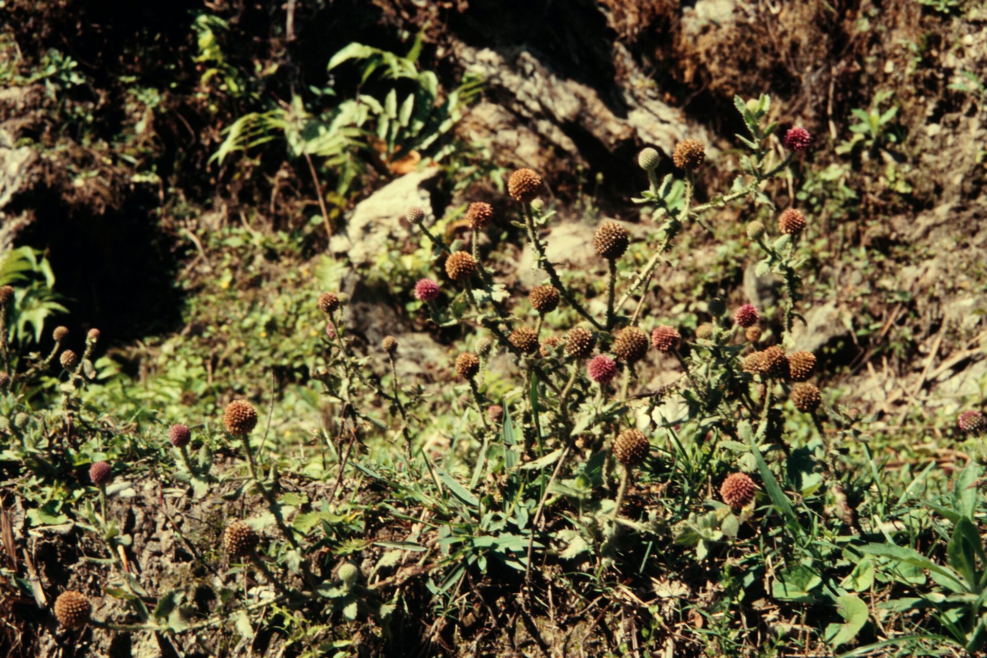 Sphaeranthus indicus — Asteraceae