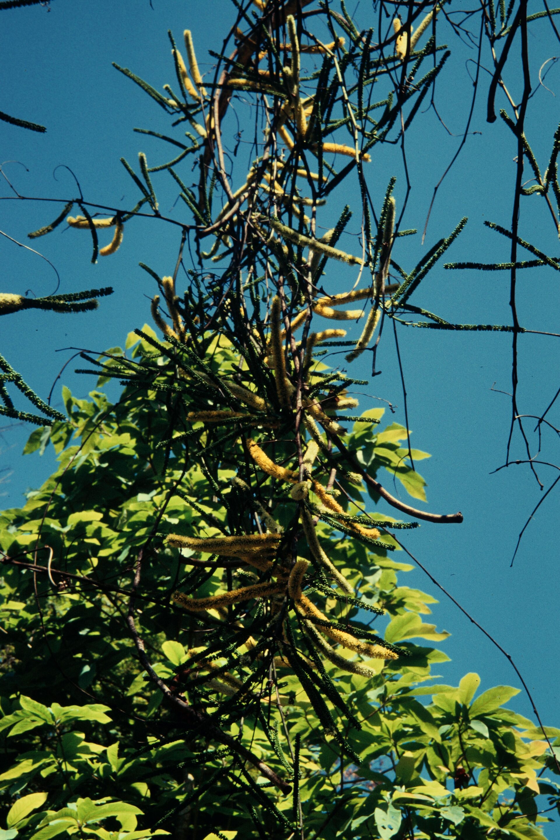 Entada rheedii subsp. sinohimalensis — Fabaceae