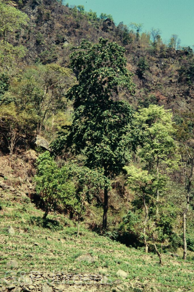 Nepal 97 52 P78