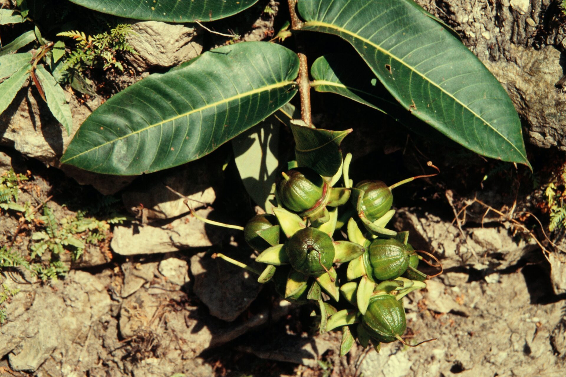 Duabanga grandiflora — Lythraceae