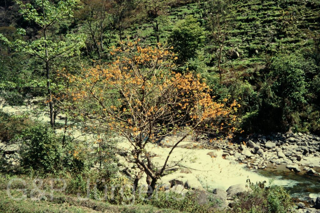 Nepal 97 54 P84