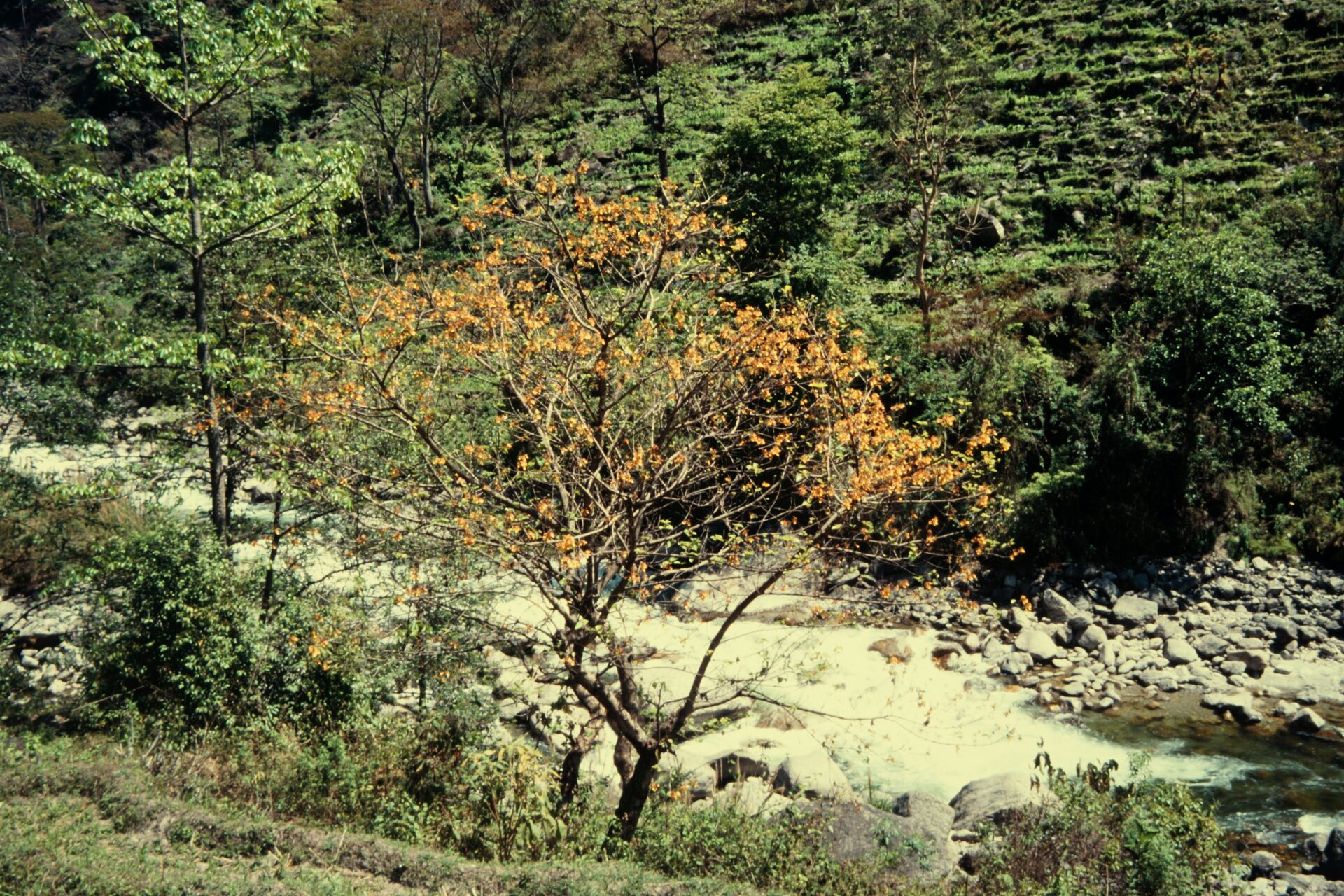 Gmelina arborea — Lamiaceae