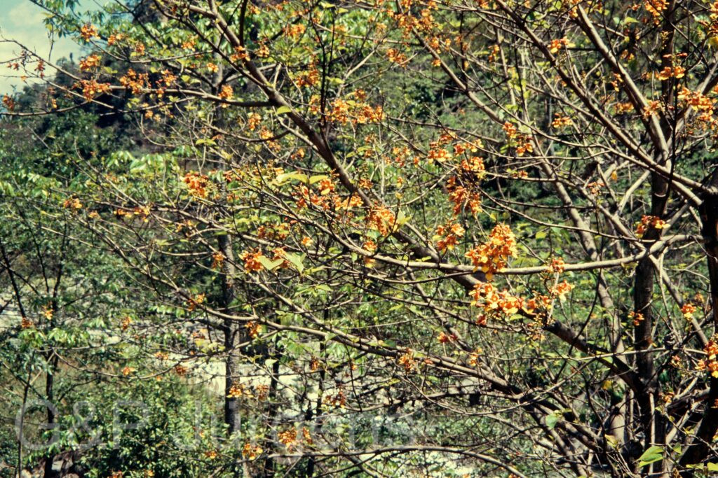Nepal 97 56 P78