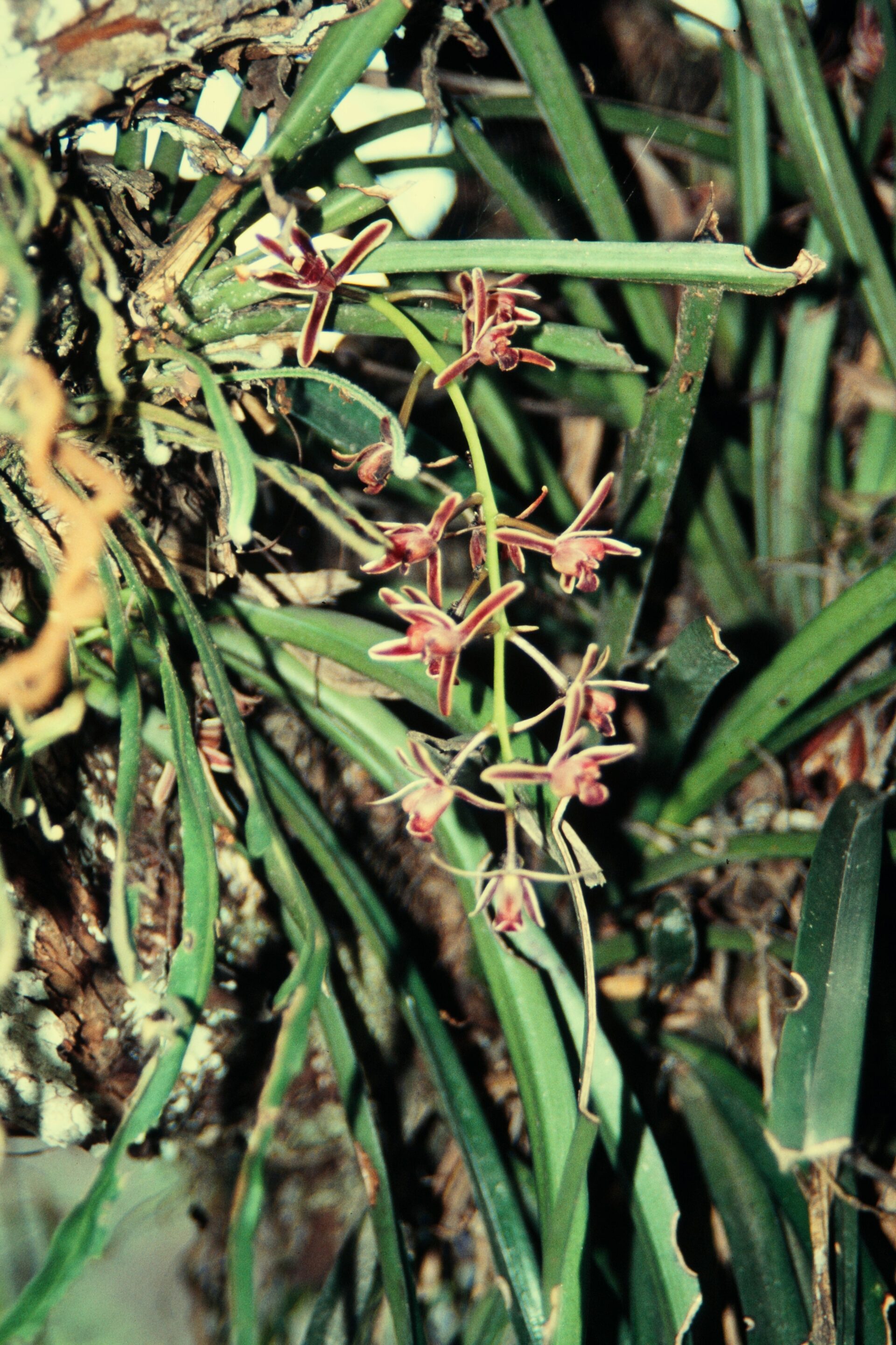 Cymbidium crassifolium — Orchideaceae