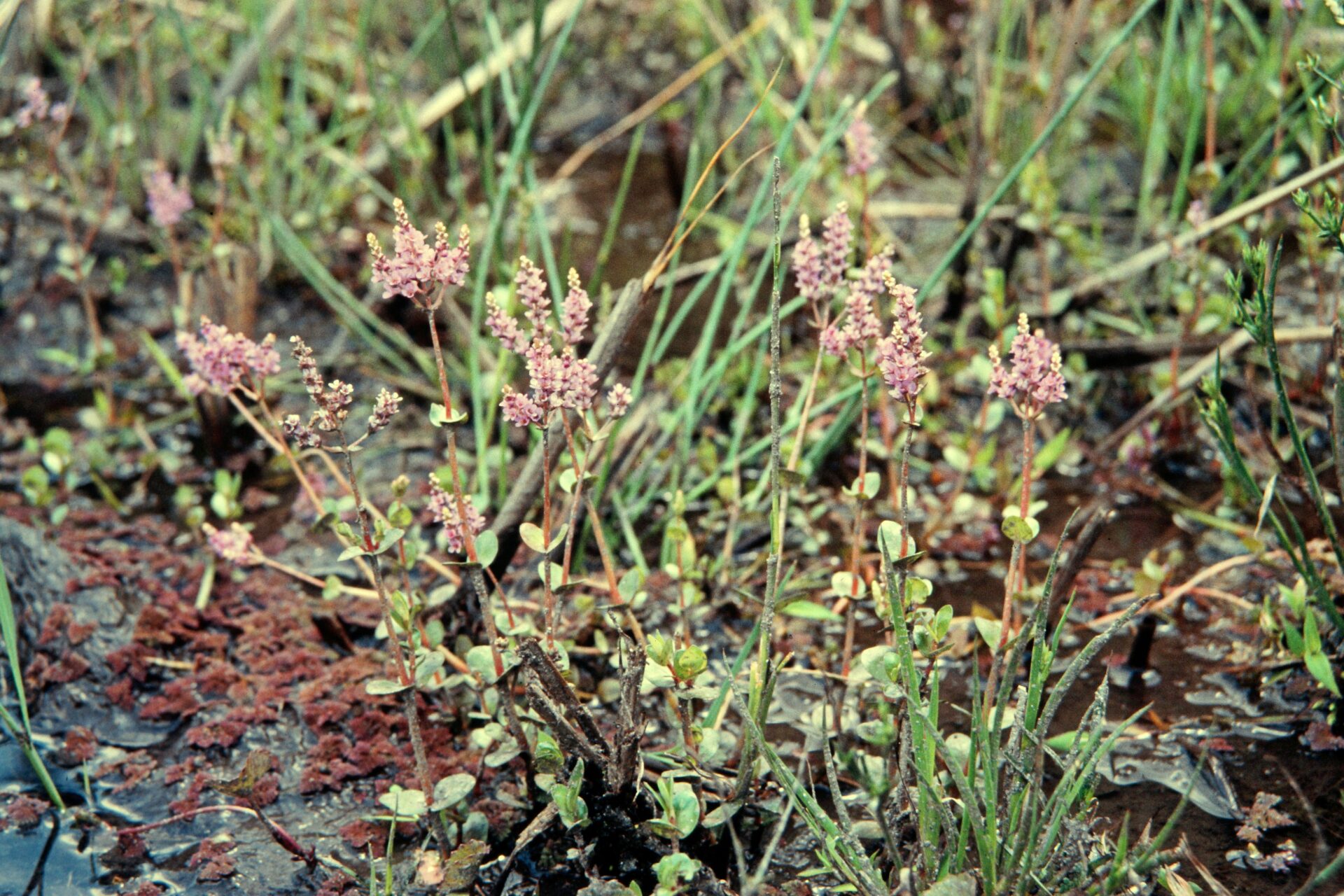 Rotala rotundifolia — Lythraceae