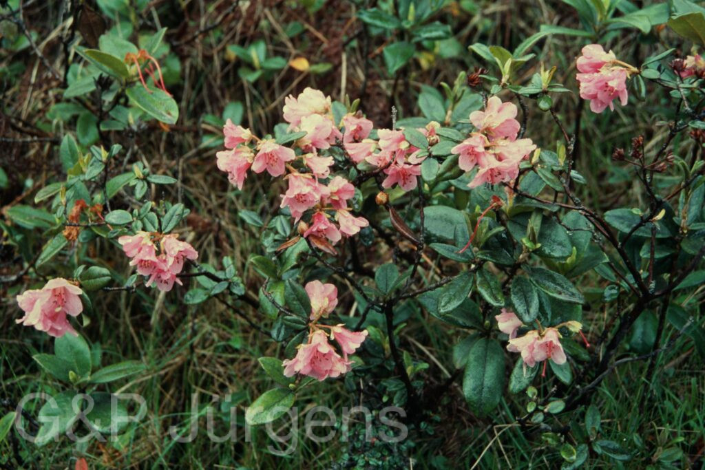 Sikkim2004 386 P664
