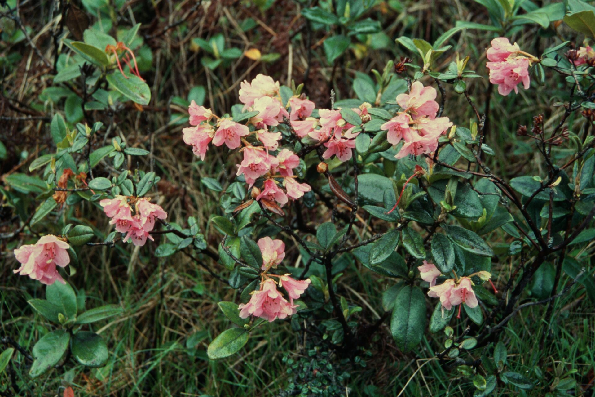 Rhododendron glaucophyllum — Ericaceae