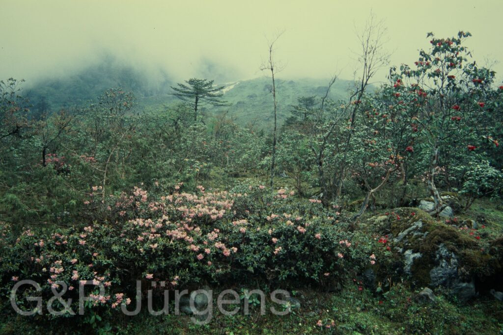 Sikkim2004 392 P672