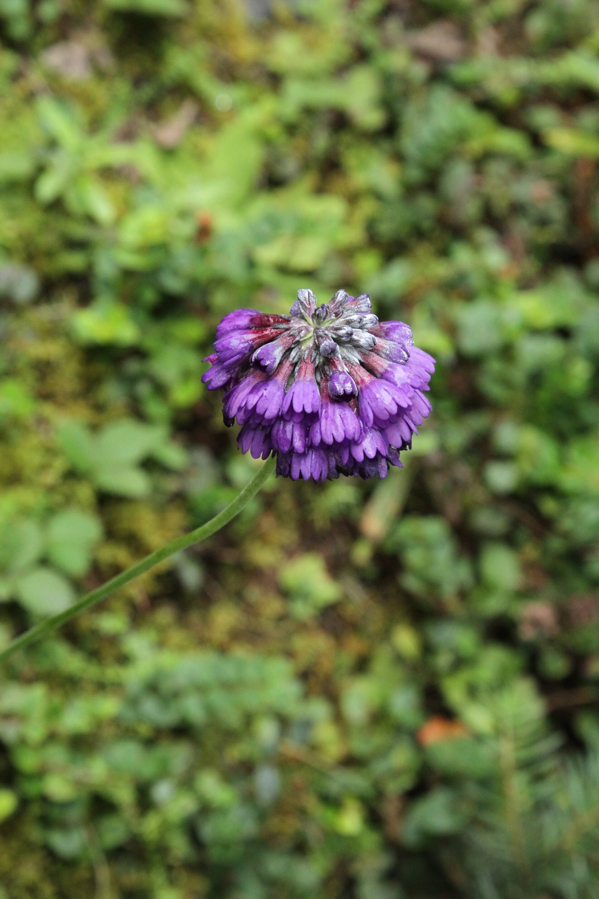 Primula glomerata — Primulaceae