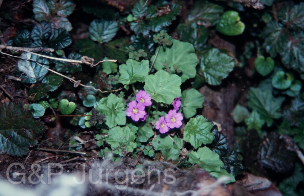 Nepal 1994 205 ergebnis