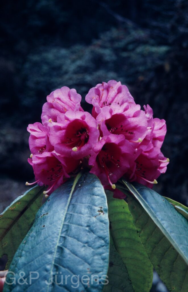 Nepal 1994 209 ergebnis