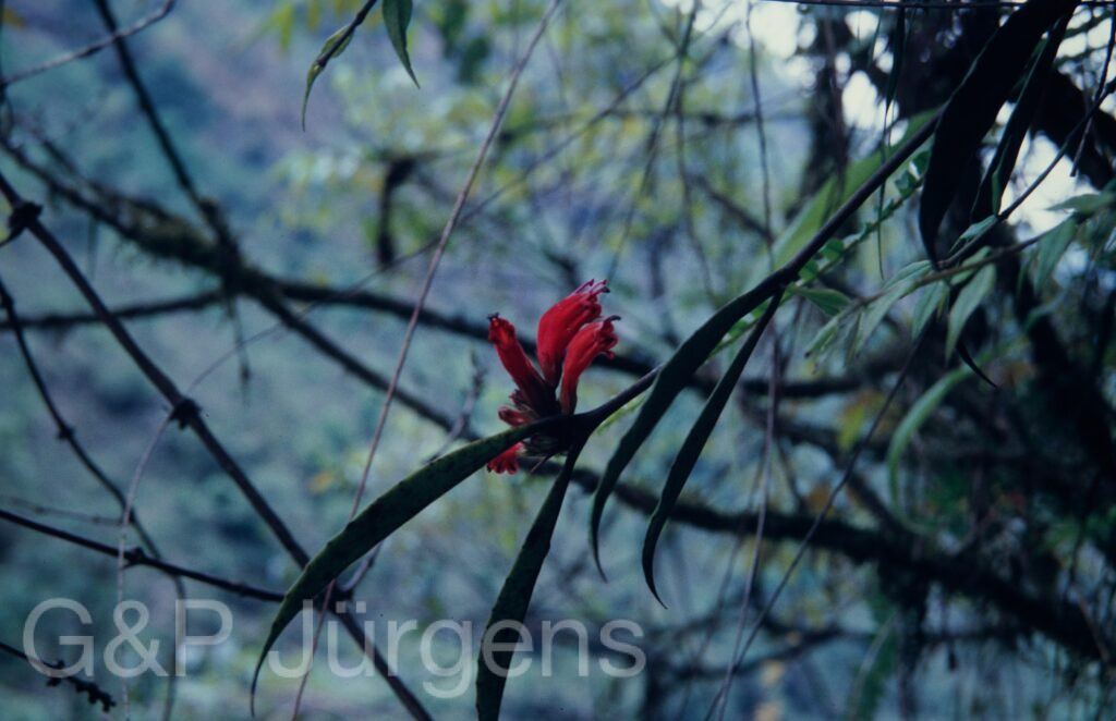 Nepal 1994 218 ergebnis