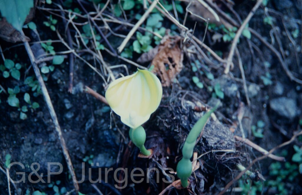Nepal 1994 223 ergebnis