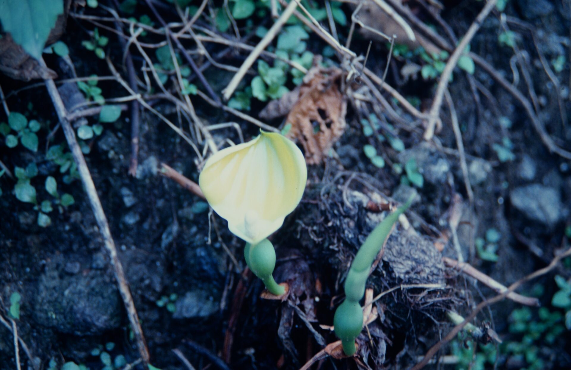 Remusatia vivipara — Araceae