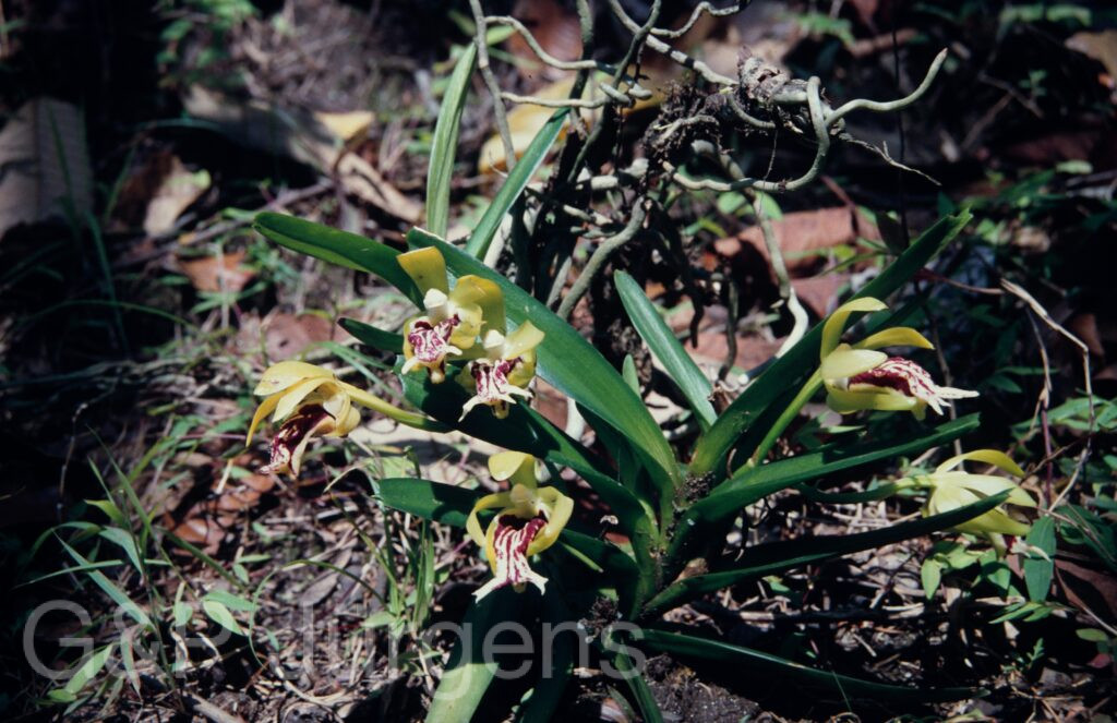 Nepal 1994 224 ergebnis