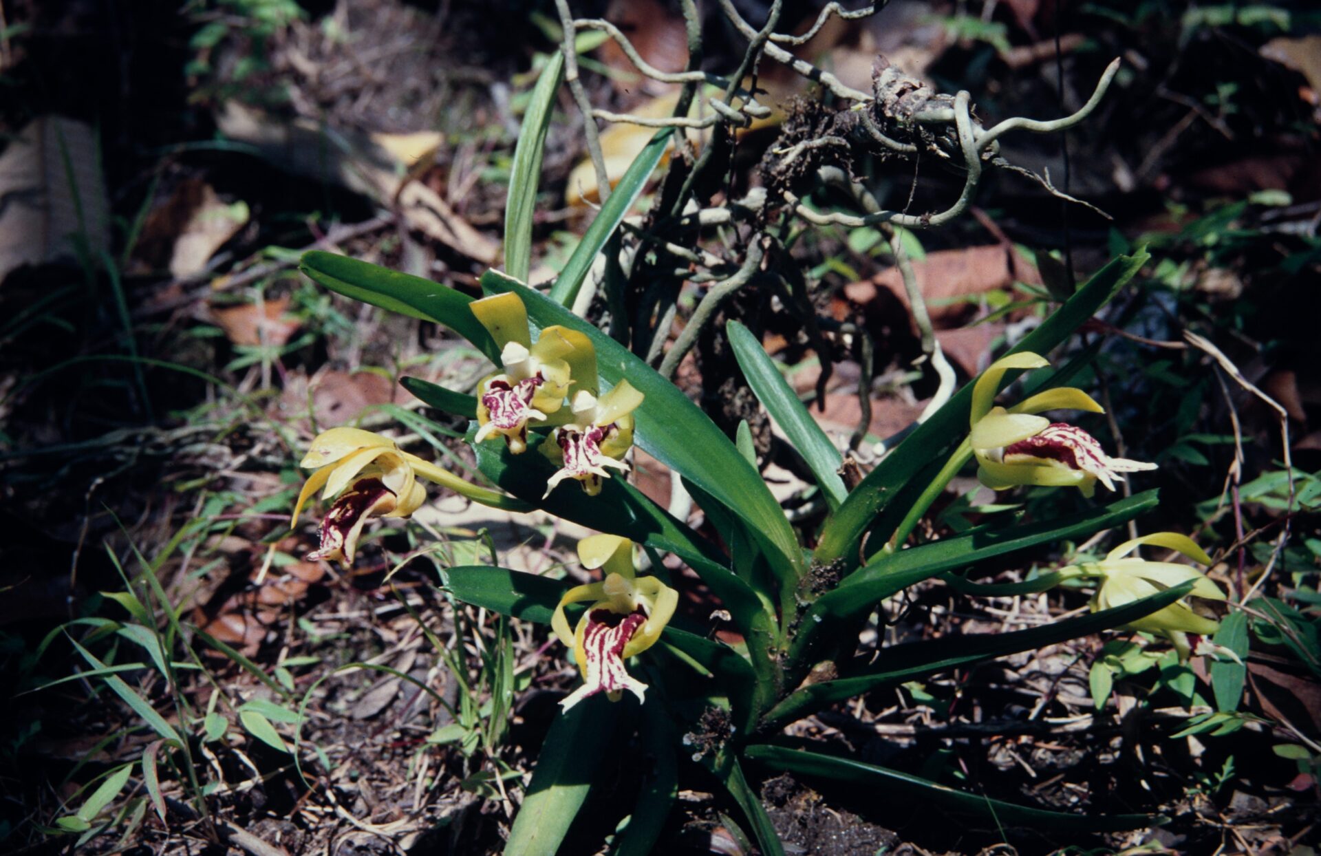 Vanda cristata — Orchideaceae