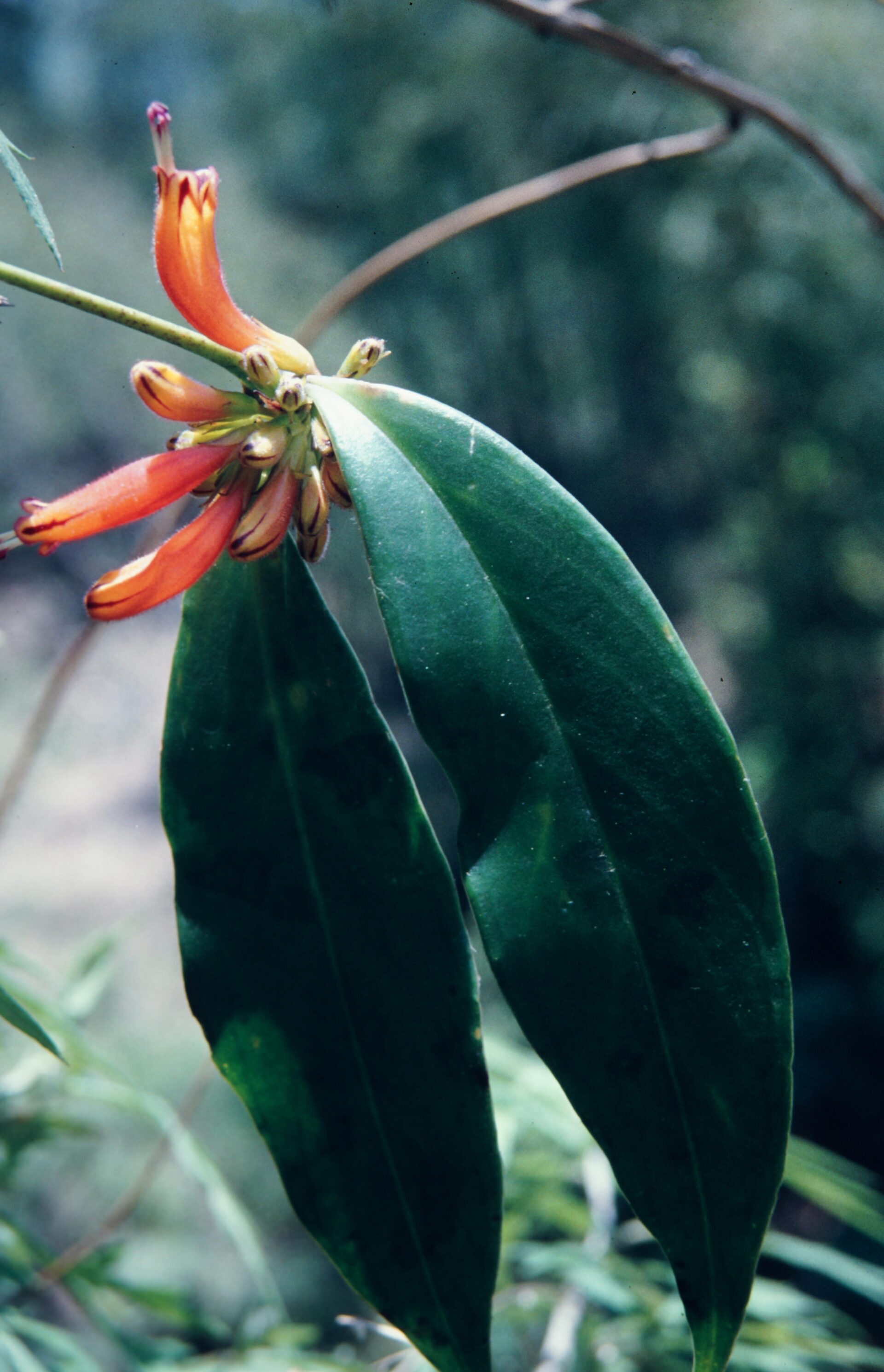 Aeschynanthus parviflorus — Didymocarpinae