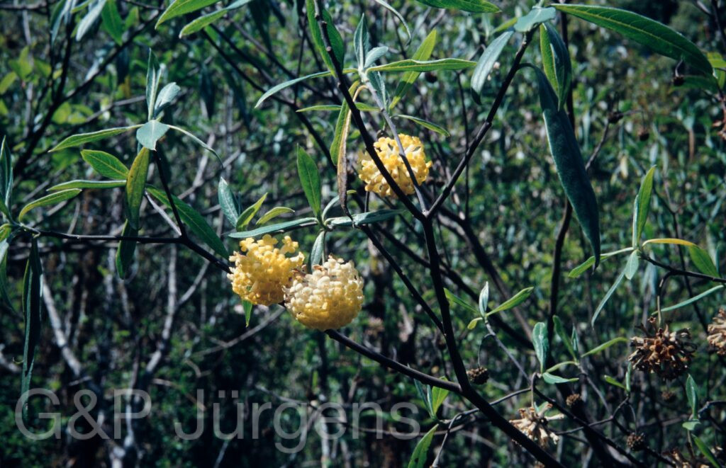 Nepal 1994 255 ergebnis