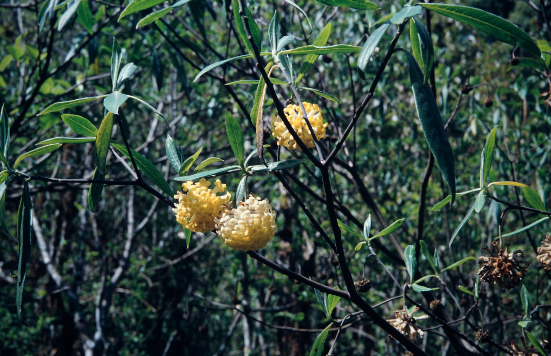 Edgeworthia gardneri — Thymelaeaceae