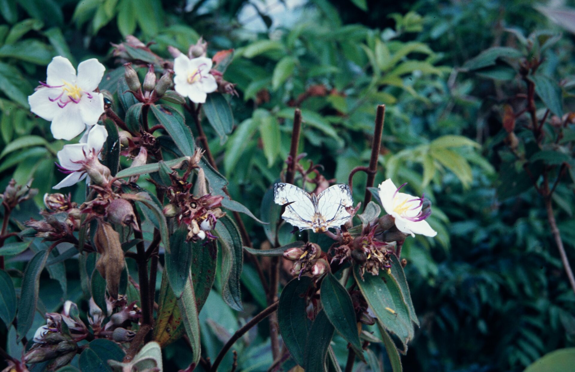 Melastoma malabathricum — Melastomataceae