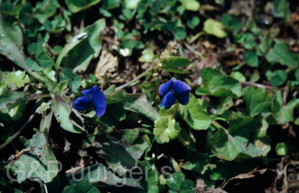 Nepal 1994 58 ergebnis