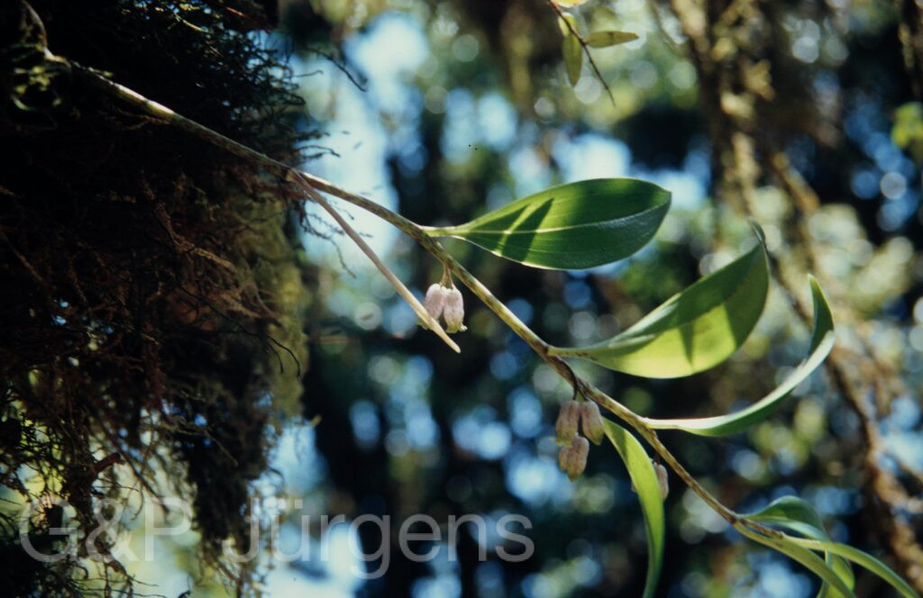 Nepal 1994 59 ergebnis