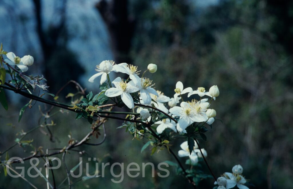 Nepal 1994 66 ergebnis