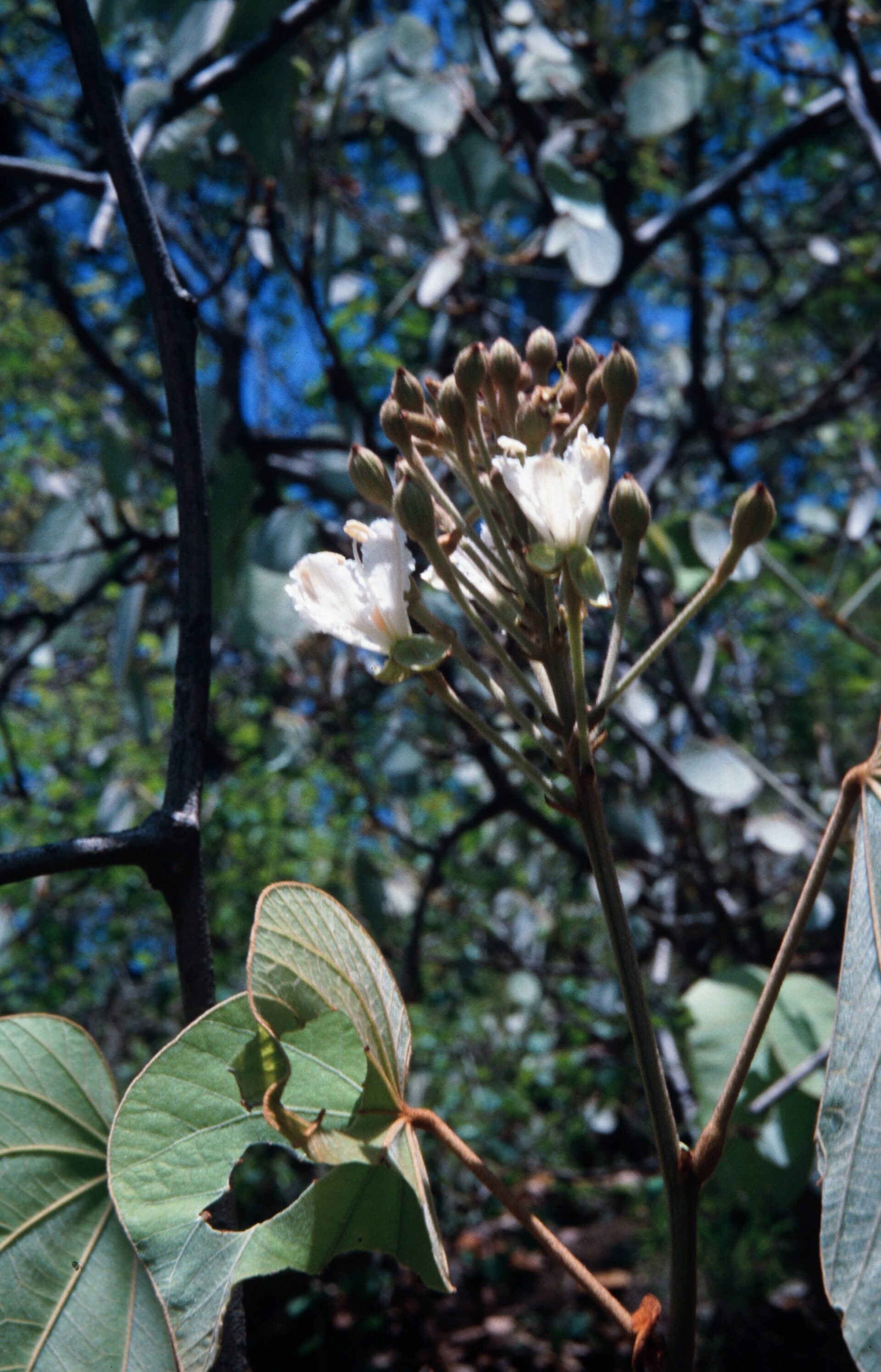 Phanera vahlii — Fabaceae
