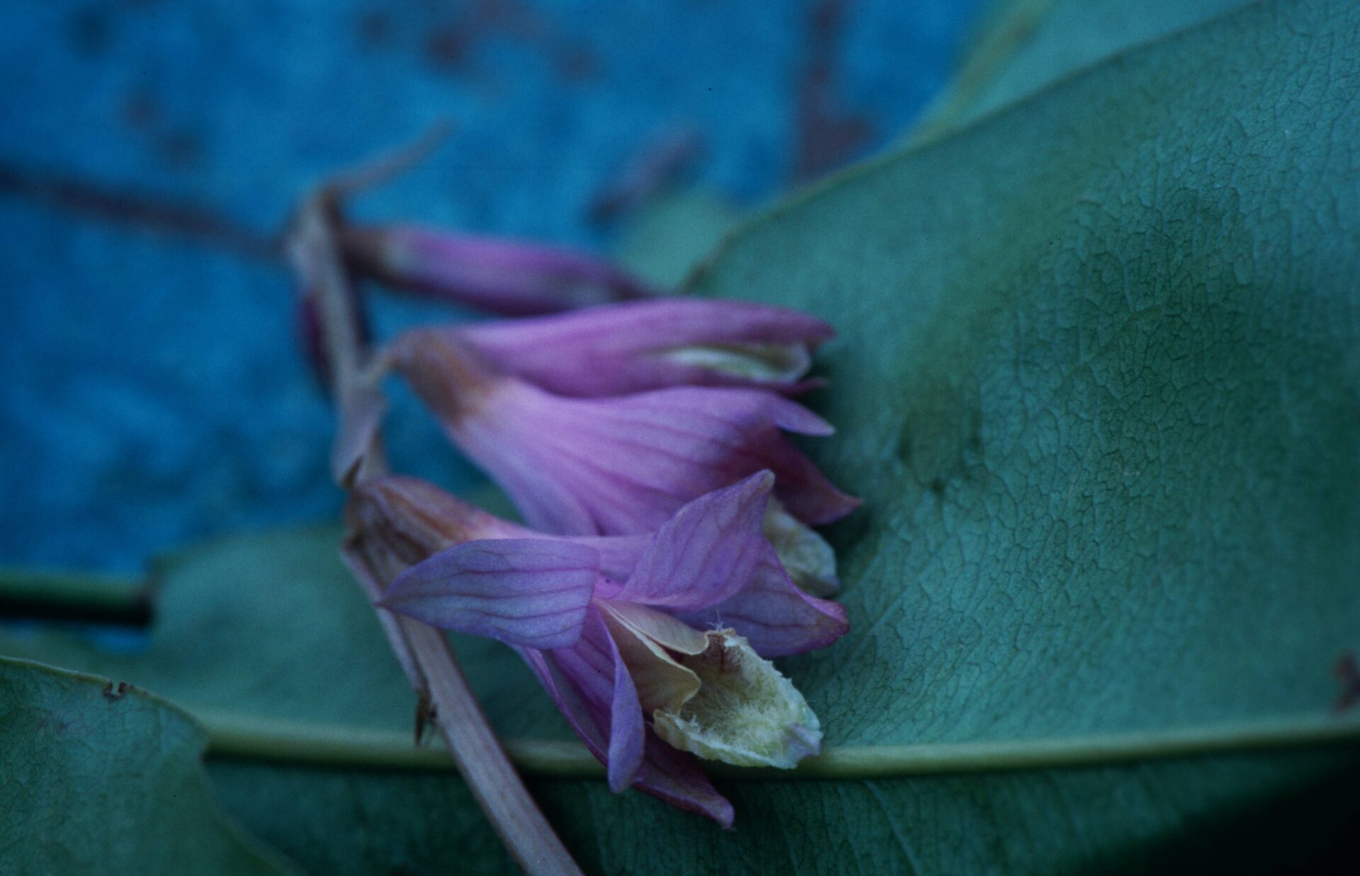 Eulophia dabia — Orchideaceae