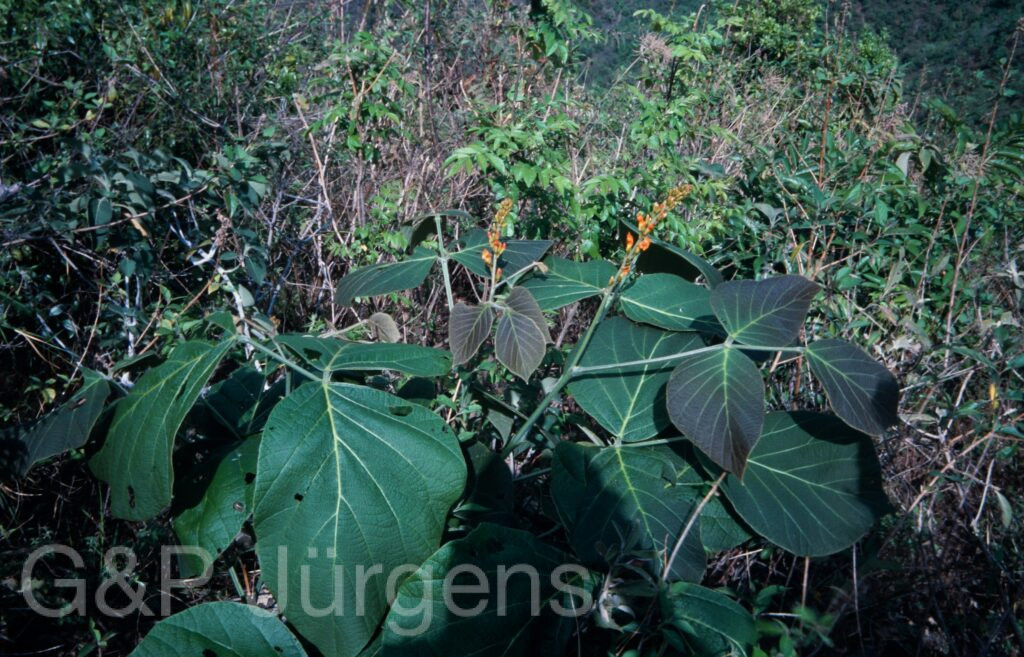 Nepal 2001 229 ergebnis ergebnis