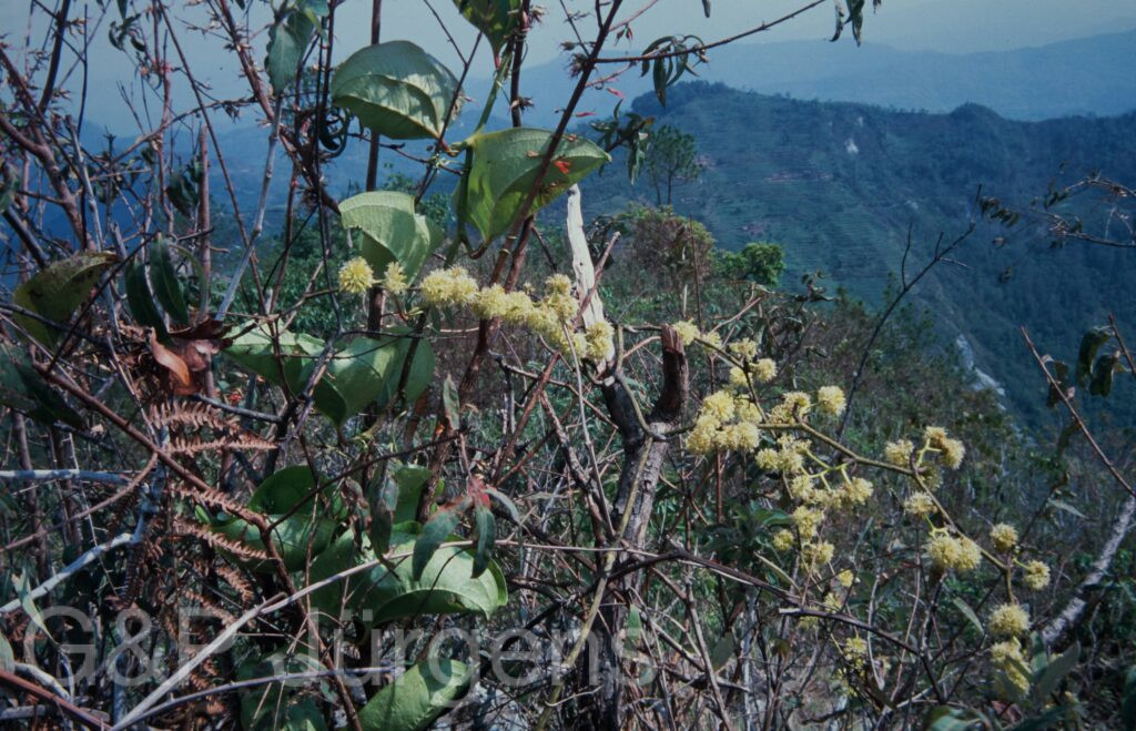Nepal 2001 232 ergebnis ergebnis
