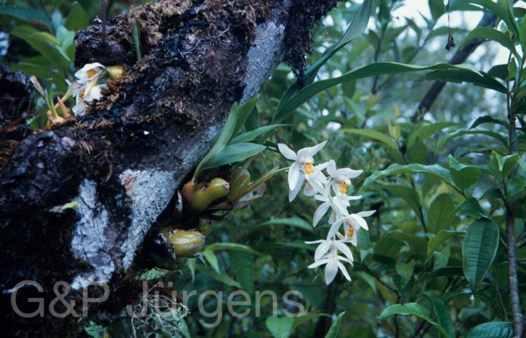 Nepal 2001 237 ergebnis ergebnis
