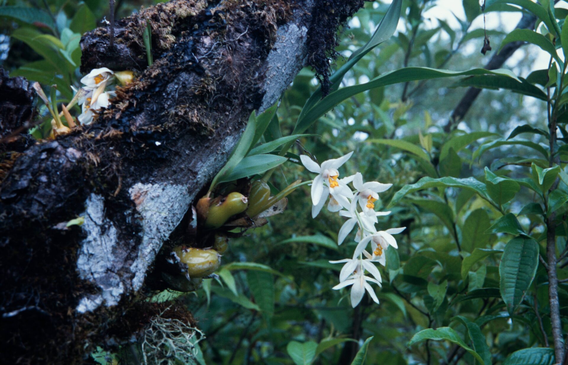 Coelogyne punctulata — Orchideaceae