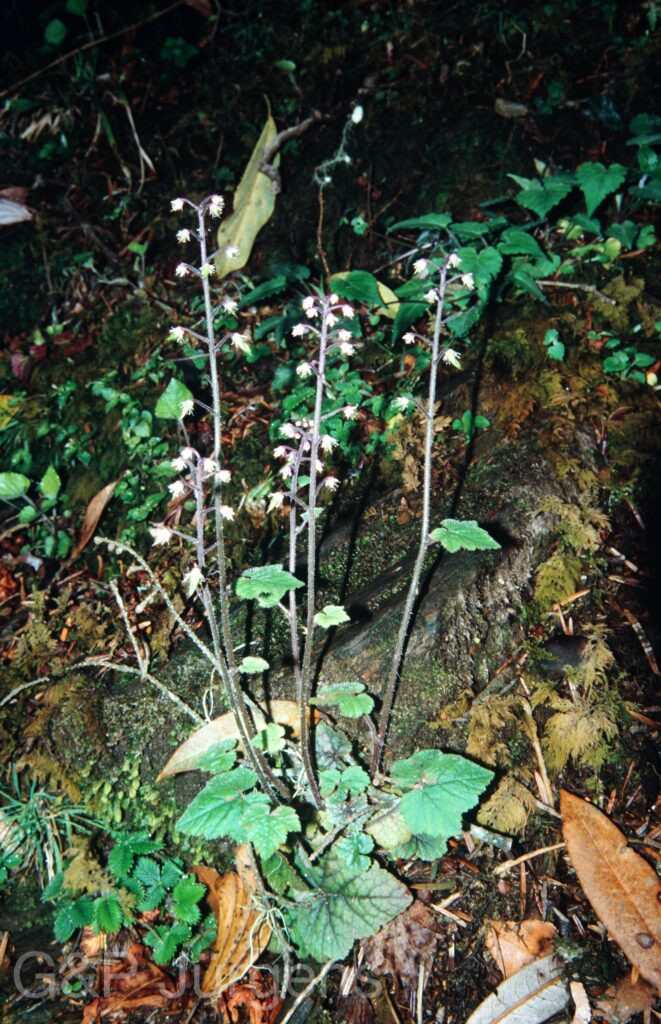 Nepal 2001 252 ergebnis ergebnis