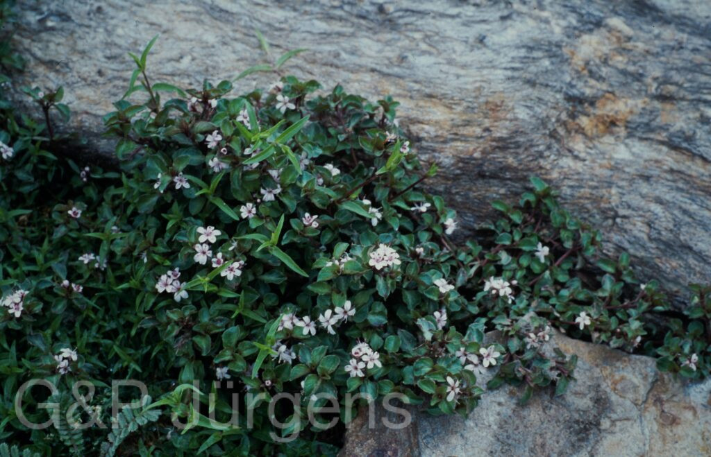 Nepal 2001 256 ergebnis ergebnis