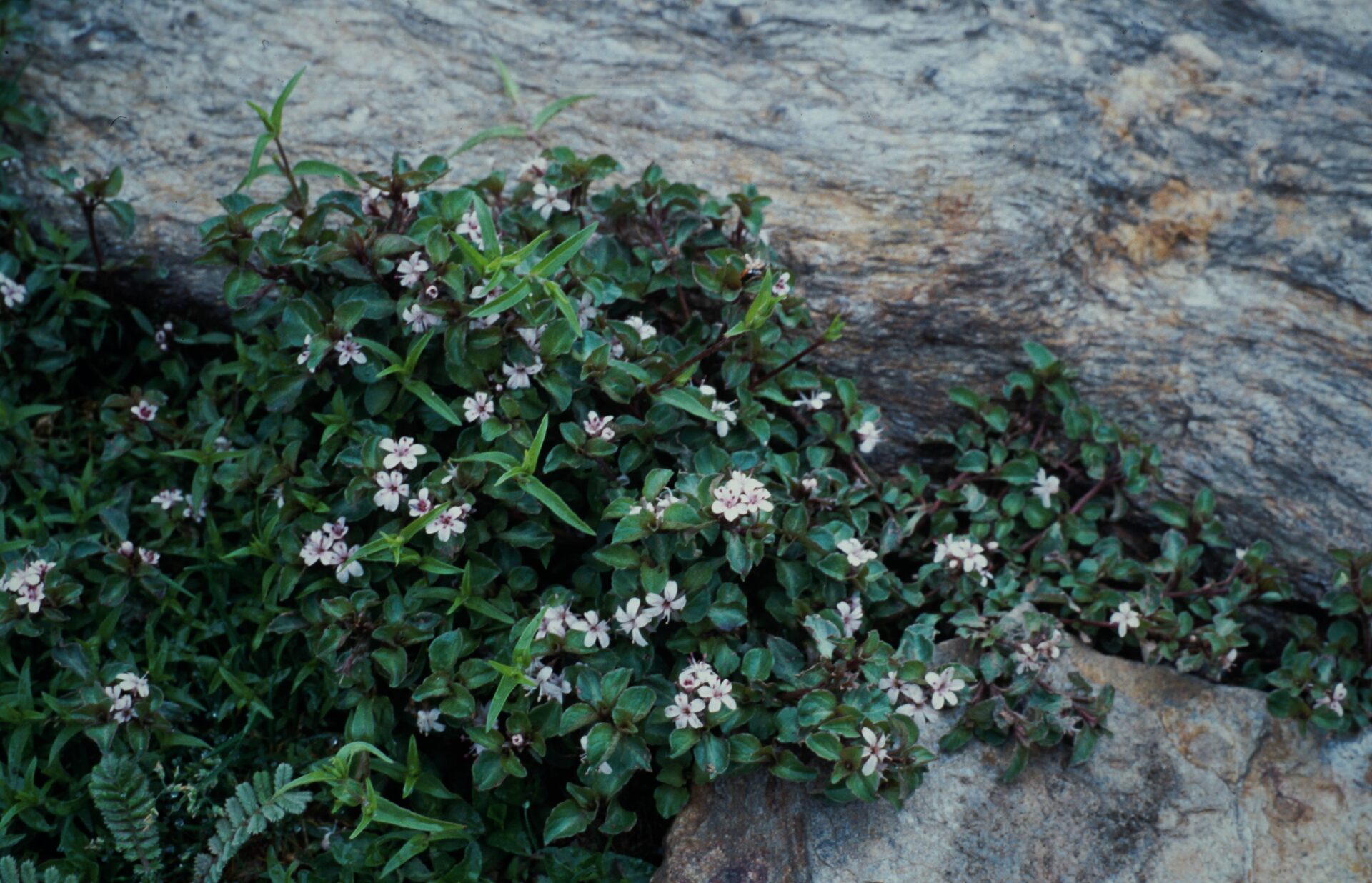Lysimachia prolifera — Primulaceae